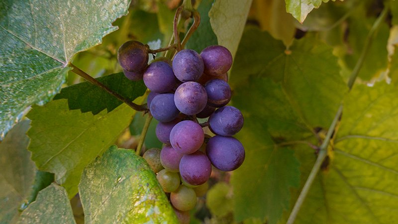 fruitful life